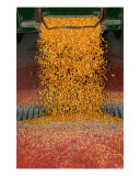 Fall Harvest Photographic Print by Clarence Carvell