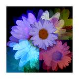 Daisies In Color Giclee Print by Ruth Palmer