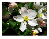 White Cherries Photographic Print by Mary Lane