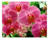 String Of Orchids Photographie par Francisco Valente