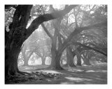 West Corridor, Morning Light, Oak Alley Plantation Photographie par William Guion