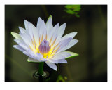 Nénuphar Photographie par Francisco Valente