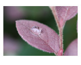 Dew Drop Reflections Photographic Print by Kareyanne Hawkinson