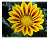 Yellow Daisy Close Up Fotografie-Druck von Francisco Valente