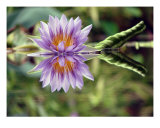 Water Lily Close Up In Pond Fotografie-Druck von Francisco Valente