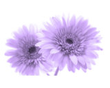 Whispers In Violet Fotografisk trykk av Cathy Beharriell