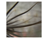 A Deep Photographic Print by Ofer Mizrachi