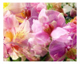 Spring Mix Photographie par Francisco Valente