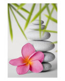 Bamboo and Flower Fotografisk trykk av Alex Bramwell