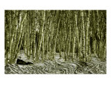 Birch Forest Photographic Print by Clarence Carvell