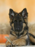 Domestic Dog, German Shepherd Alsatian Juvenile. 5 Months Old, with Rawhide Bone Poster von Petra Wegner
