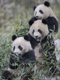 Three Subadult Giant Pandas Feeding on Bamboo Wolong Nature Reserve, China Posters par Eric Baccega