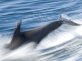 Common Bottlenose Dolphin Swimming Fast, Baja California, Sea of Cortez, Mexico Posters by Mark Carwardine