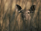 Indian Sambar Deer Female in Grass, Ranthambore Np, Rajasthan, India Print by Jean-pierre Zwaenepoel