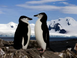 Chinstrap Penguins on Rocks in Half Moon Bay, Antarctica, January 2007 Photographic Print by Rick Tomlinson