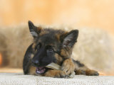 Domestic Dog, German Shepherd Alsatian Juvenile. 5 Months Old, Chewing on Rawhide Bone Print by Petra Wegner