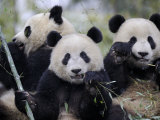 Three Subadult Giant Pandas Feeding on Bamboo, Wolong Nature Reserve, China Posters par Eric Baccega