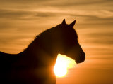 Silhouette of Wild Horse Mustang Pinto Mare at Sunrise, Mccullough Peaks, Wyoming, USA Poster von Carol Walker