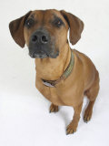 Domestic Dog, Rhodesian Ridgeback Looking Up Poster von Petra Wegner