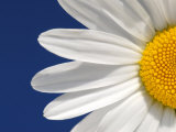 Marguerite Oxeye Daisy Detail, Devon, UK Poster by Ross Hoddinott
