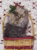 Persian Cat Brown Tabby Kitten in Basket, Texas, USA Posters by Rolf Nussbaumer