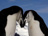 Adult Chinstrap Penguins Courting, Half Moon Bay, Antarctica, January 2007 Photographic Print by Rick Tomlinson