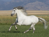 Grey Andalusian Stallion Running in Field, Longmont, Colorado, USA Posters par Carol Walker