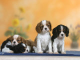 Domestic Dogs, Four Cavalier King Charles Spaniel Puppies, 7 Weeks Old, of Different Colours Posters par Petra Wegner