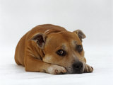 Red Staffordshire Bull Terrier Bitch, 3 Years Old, Lying with Head Down Posters par Jane Burton