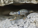 Crevice Spiny Lizard Hill Country, Texas, USA Photo by Rolf Nussbaumer