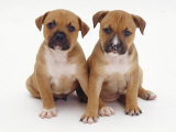 Two Red Staffordshire Bull Terrier Puppies, 6 Weeks Old, Sitting Together Posters par Jane Burton