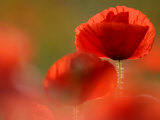 Common Poppy Flower, Cornwall, UK Prints by Ross Hoddinott