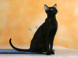 Oriental Shorthair Cat, Black Ebony Poster von Petra Wegner