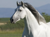 Grey Andalusian Stallion Running in Field, Longmont, Colorado, USA Posters by Carol Walker