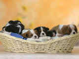 Domestic Dogs, Five Cavalier King Charles Spaniel Puppies, 7 Weeks Old, Sleeping in Basket Posters by Petra Wegner