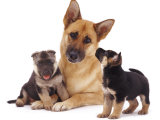 German Shepherd Dog Alsatian Bitch Lying with Her Two Puppies Photo by Jane Burton