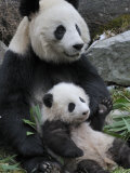 Giant Panda Mother and Baby, Wolong Nature Reserve, China Poster von Eric Baccega
