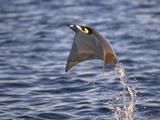 Smoothtail Ray Mobula Flying Out of the Water, Baja California, Sea of Cortez, Mexico Posters by Mark Carwardine