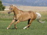 Palomino Stallion Running in Field, Longmont, Colorado, USA Fotografía por Carol Walker Palomino Stallion Running in Field, Longmont, Colorado, USA Fotografía por Carol Walker