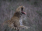 Male Leopard Yawning Kruger Np, South Africa Posters by Tony Heald