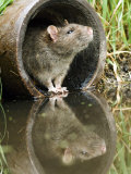 Brown Rat Sniffing Air from Old Pipe, UK Posters by Andy Sands