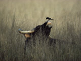 Wild Gaur, Adult Bull Endangered, with Black Drongo on Nose. Bandhavgarh Np, Madhya Pradesh, India Print by Jean-pierre Zwaenepoel