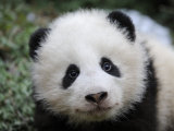 Giant Panda Baby, Aged 5 Months, Wolong Nature Reserve, China Photographie par Eric Baccega