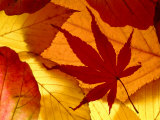 Colourful Autumnal Leaves Backlit, Cornwall, UK Posters by Ross Hoddinott