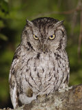 Eastern Screech-Owl Adult at Night, Texas, Usa, April 2006 Posters by Rolf Nussbaumer
