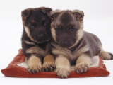 Two German Shepherd Dog Alsatian Pups, 5 Weeks Old, Lying on a Pillow Poster von Jane Burton