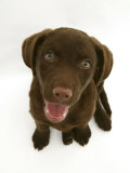 Chesapeake Bay Retriever Dog Pup, 'Teague', 9 Weeks Old Looking Up Posters par Jane Burton