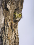 Ferruginous Pygmy-Owl Young Peering Out from Nest Hole, Rio Grande Valley, Texas, USA Photo by Rolf Nussbaumer