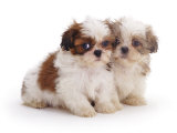 Two Shih Tzu Pups Sitting Together, 7 Weeks Old Posters par Jane Burton