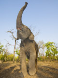 Asian Indian Elephant Holding Trunk in the Air, Bandhavgarh National Park, India. 2007 Posters par Tony Heald